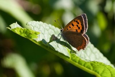 KLEINE VUURVLINDER - Lycaena phlaeas - SMALL COPPER - CUIVRÉ COMUN