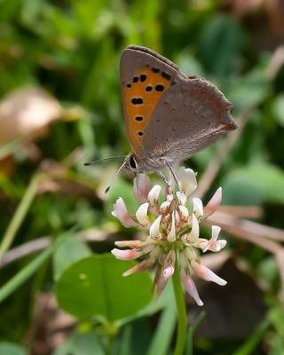 KLEINE VUURVLINDER - Lycaena phlaeas - SMALL COPPER - CUIVRÉ COMUN