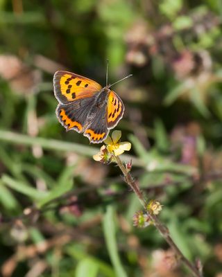 KLEINE VUURVLINDER - Lycaena phlaeas - SMALL COPPER - CUIVRÉ COMUN