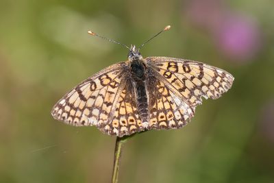 VELDPARELMOERVLINDER - Melitaea cinxia -GLANVILLE FRITILLARY - MÉLITÉE DU PLANTAIN