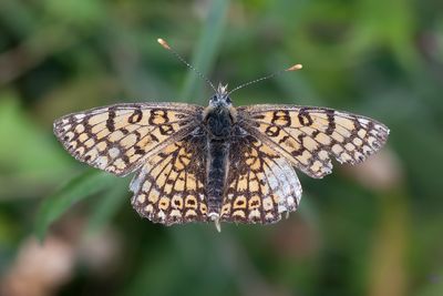 VELDPARELMOERVLINDER - Melitaea cinxia -GLANVILLE FRITILLARY - MÉLITÉE DU PLANTAIN
