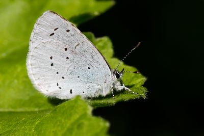 BOOMBLAUWTJE - Celastrina argiolus  - HOLLY BLUE - AZURÉ DE NERPRUNS