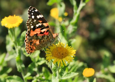 DISTELVLINDER - Vanessa cardui - PAINTED LADY -BELLE DAME