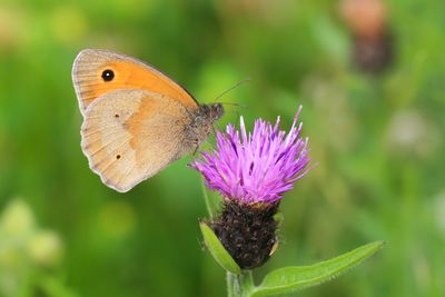 BRUIN ZANDOOGJE - Maniola jurtina - MEADOW BROWN - MYRTIL