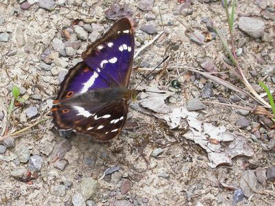 GROTE WEERSCHIJNVLINDER - Apatura iris - PURPLE EMPEROR - GRAND MARS CHANGEANT