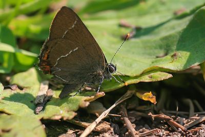 IEPENPAGE - Satyrium w-album - WHITE-LETTER HAIRSTREAK - THÈCLE DE L'ORME 