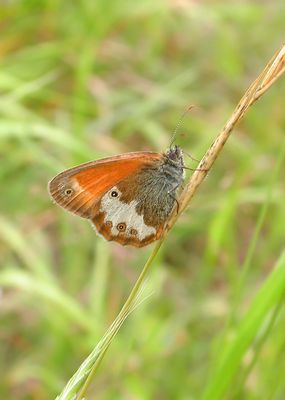TWEEKLEURIG HOOIBEESTJE - Coenonympha arcania - PEARLY HEATH - CÉPHALE
