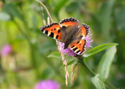 KLEINE VOS - Aglais urticae - SMALL TORTOISESHELL - PETITE TORTUE