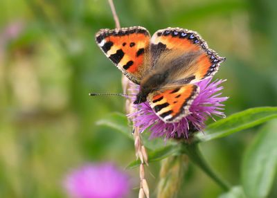 KLEINE VOS - Aglais urticae - SMALL TORTOISESHELL - PETITE TORTUE
