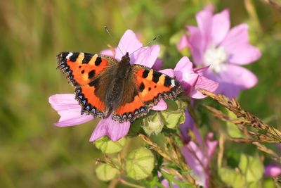 KLEINE VOS - Aglais urticae - SMALL TORTOISESHELL - PETITE TORTUE