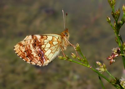 PURPERSTREEPPARELMOERVLINDER - Brenthis ino - LESSER MARBLED FRITILLARY - NACRÉ DE LA SANGUISORBE