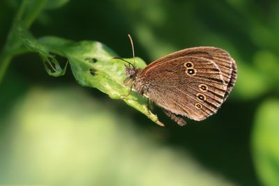 KOEVINKJE - Aphantopus hyperantus - RINGLET - TRISTAN