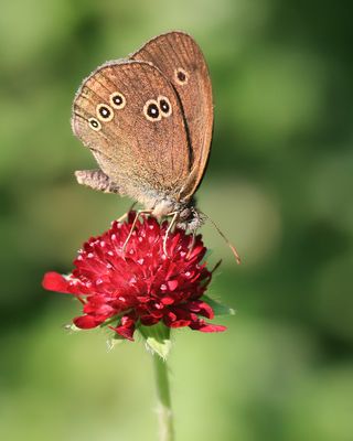 KOEVINKJE - Aphantopus hyperantus - RINGLET - TRISTAN