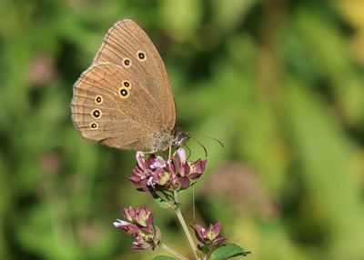 KOEVINKJE - Aphantopus hyperantus - RINGLET - TRISTAN