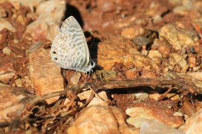 KLEIN TIJGERBLAUWTJE - Leptotes pirithous - LANG'S SHORT-TAILED BLUE - AZURÉ DE LANG