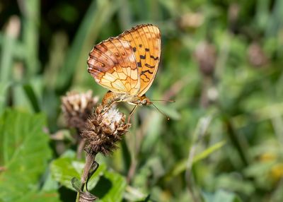 BRAAMPARELMOERVLINDER - Brenthis daphne - MARBLED FRITILLARY - NACRÉ DE LA RONCE