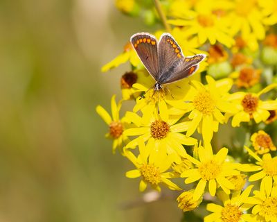 BRUIN BLAUWTJE - Aricia agestis - BROWN ARGUS - COLLIER DE CORAIL