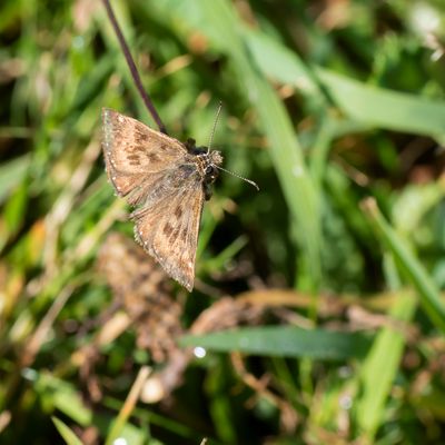 BRUIN DIKKOPJE - Erynnis tages - DINGY SKIPPER - POINT DE HONGRIE