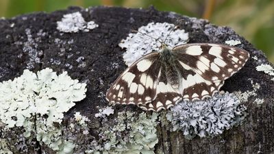 DAMBORDJE - Melanargia galathea - DAMBORDJE - DEMI-DEUIL