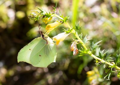 CITROENVLINDER - Gonepteryx rhamni - BRIMSTONE - CITRON
