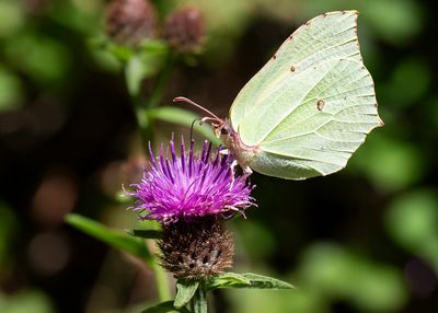 CITROENVLINDER - Gonepteryx rhamni - BRIMSTONE - CITRON