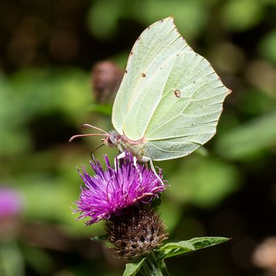 CITROENVLINDER - Gonepteryx rhamni - BRIMSTONE - CITRON