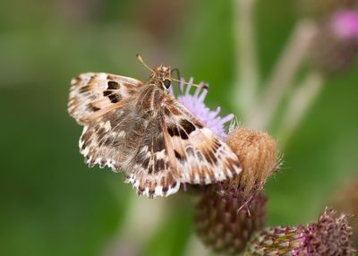 KAASJESKRUIDDIKKOPJE - Carcharodus alceae - MALLOW SKIPPER - HESPÉRIE DE L'ALCÉE