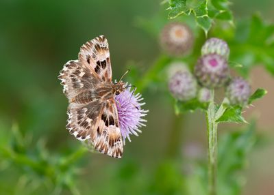 KAASJESKRUIDDIKKOPJE - Carcharodus alceae - MALLOW SKIPPER - HESPÉRIE DE L'ALCÉE