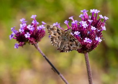 KAASJESKRUIDDIKKOPJE - Carcharodus alceae - MALLOW SKIPPER - HESPÉRIE DE L'ALCÉE