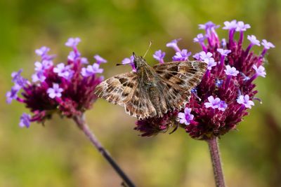KAASJESKRUIDDIKKOPJE - Carcharodus alceae - MALLOW SKIPPER - HESPÉRIE DE L'ALCÉE