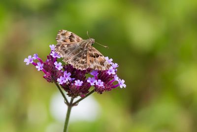 KAASJESKRUIDDIKKOPJE - Carcharodus alceae - MALLOW SKIPPER - HESPÉRIE DE L'ALCÉE