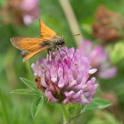 GEELSPRIETDIKKOPJE - Thymelicus sylvestris - SMALL SKIPPER - HESPÉRIE DE LA HOUQUE