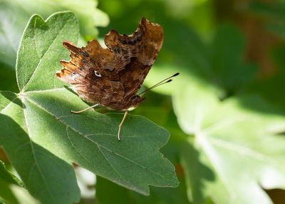 GEHAKKELDE AURELIA - Polygonia c-album - COMMA - ROBERT LE DIABLE