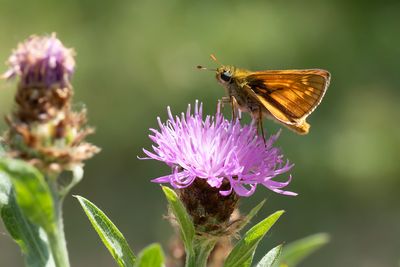 GROOT DIKKOPJE - Ochlodes sylvanus - LARGE SKIPPER - SYLVAINE