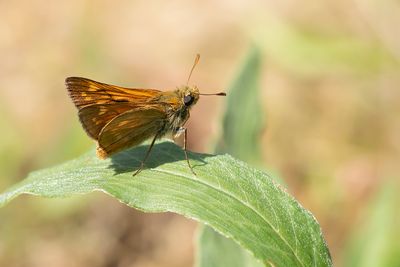 GROOT DIKKOPJE - Ochlodes sylvanus - LARGE SKIPPER - SYLVAINE