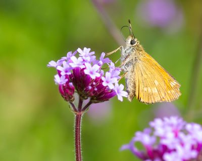 GROOT DIKKOPJE - Ochlodes sylvanus - LARGE SKIPPER - SYLVAINE