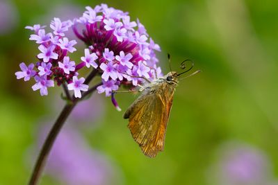 GROOT DIKKOPJE - Ochlodes sylvanus - LARGE SKIPPER - SYLVAINE