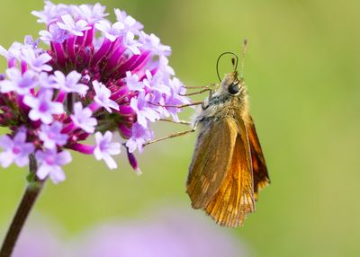 GROOT DIKKOPJE - Ochlodes sylvanus - LARGE SKIPPER - SYLVAINE