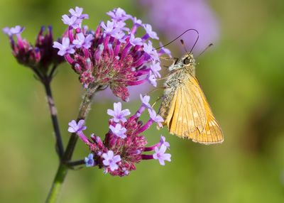 GROOT DIKKOPJE - Ochlodes sylvanus - LARGE SKIPPER - SYLVAINE