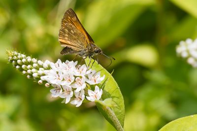 GROOT DIKKOPJE - Ochlodes sylvanus - LARGE SKIPPER - SYLVAINE