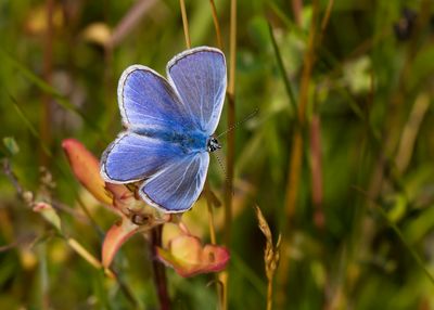 ICARUSBLAUWTJE - Polyommatus icarus - COMMON BLUE - AZURÉ COMMUN