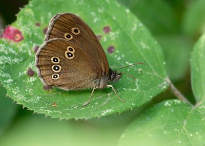 KOEVINKJE - Aphantopus hyperantus - RINGLET - TRISTAN