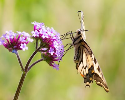 KONINGINNENPAGE - Papilio machaon - SWALLOWTAIL - MACHAON