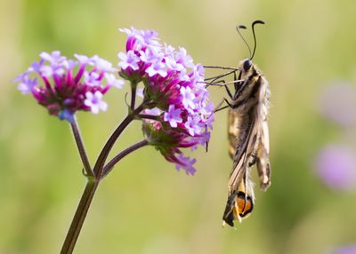 KONINGINNENPAGE - Papilio machaon - SWALLOWTAIL - MACHAON