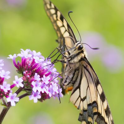 KONINGINNENPAGE - Papilio machaon - SWALLOWTAIL - MACHAON
