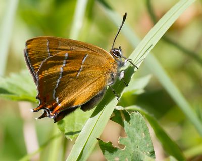 SLEEDOORNPAGE - Thecla betulae - BROWN HAIRSTREAK - THÈCLE DU BOULEAU