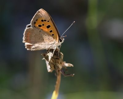 KLEINE VUURVLINDER - Lycaena phlaeas - SMALL COPPER - CUIVRÉ COMUN