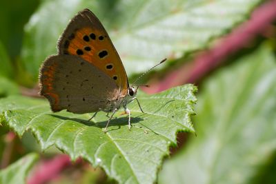 KLEINE VUURVLINDER - Lycaena phlaeas - SMALL COPPER - CUIVRÉ COMUN