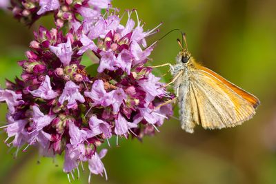 ZWARTSPRIETDIKKOPJE - Thymelicus lineola - ESSEX SKIPPER - LIGNÉ
