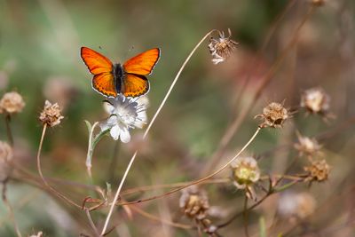 OOSTELIJKE VUURVLINDER - Lycaena thersamon - LESSER FIERY COPPER - CUIVR´DU GENÊT